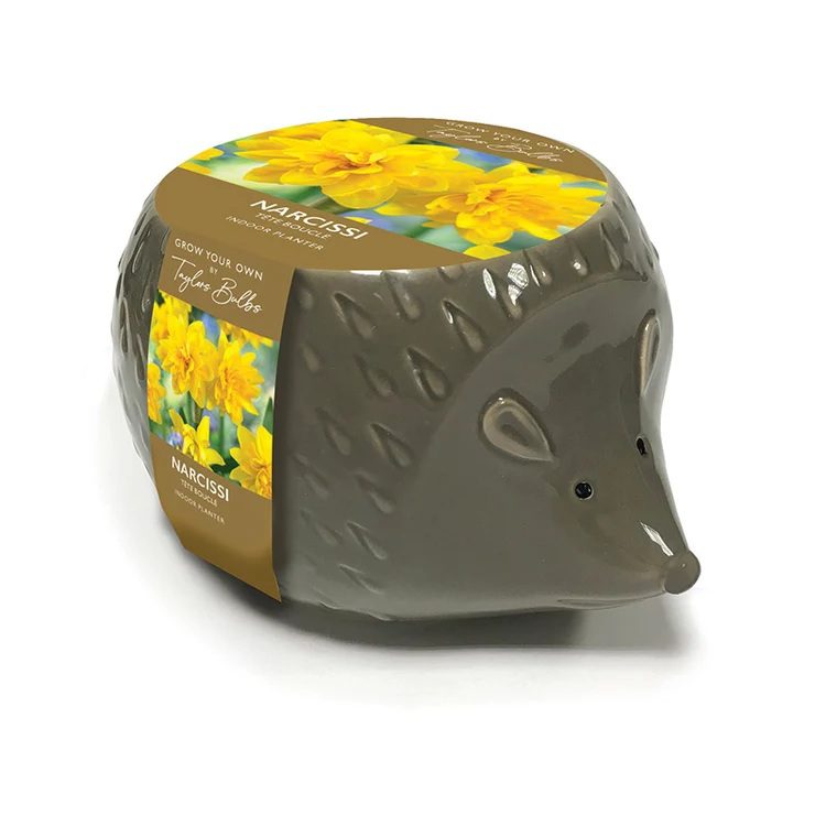 5015882051007 1 Taylors Ceramic Hedgehog Planter with Daffodil Bulbs Grow Kit.jpg